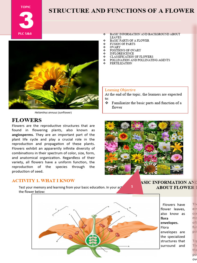 Structure and Functions of Flowers | PDF | Flowers | Fertilisation