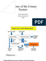 Anatomy of The Urinary System