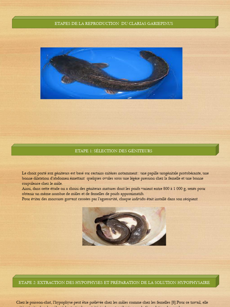 Reproduction artificielle du Clarias gariepinus | PDF | Fécondation | Mâle