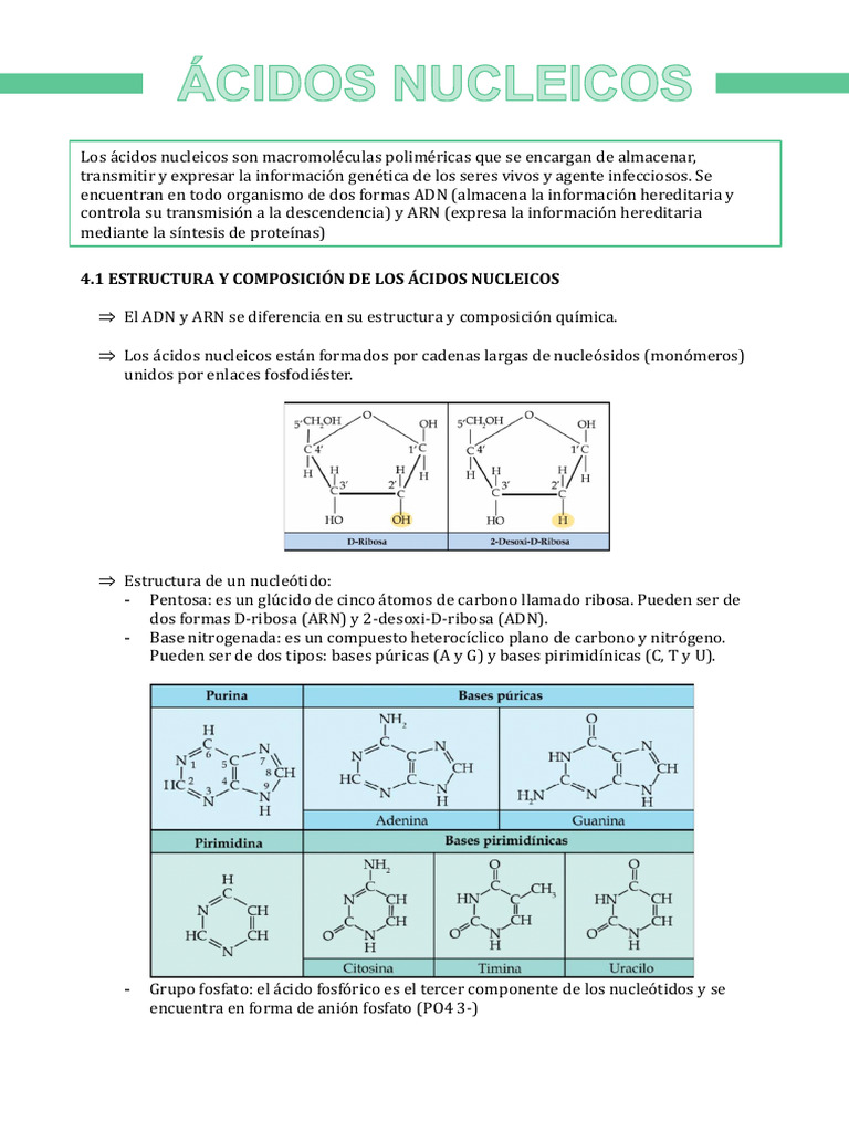 Estructura y Función de Ácidos Nucleicos | PDF | Rna | Adn
