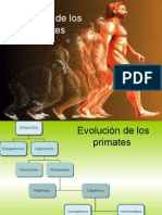 Evolución de Los Primates