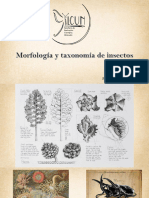 Ponencia Morfologia Taxonomia