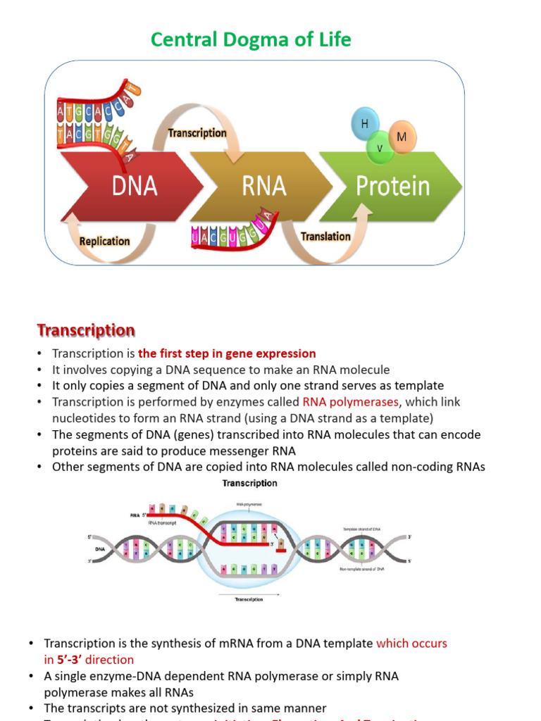 Biochemistry Lecture PPT 11 | PDF | Rna | Dna