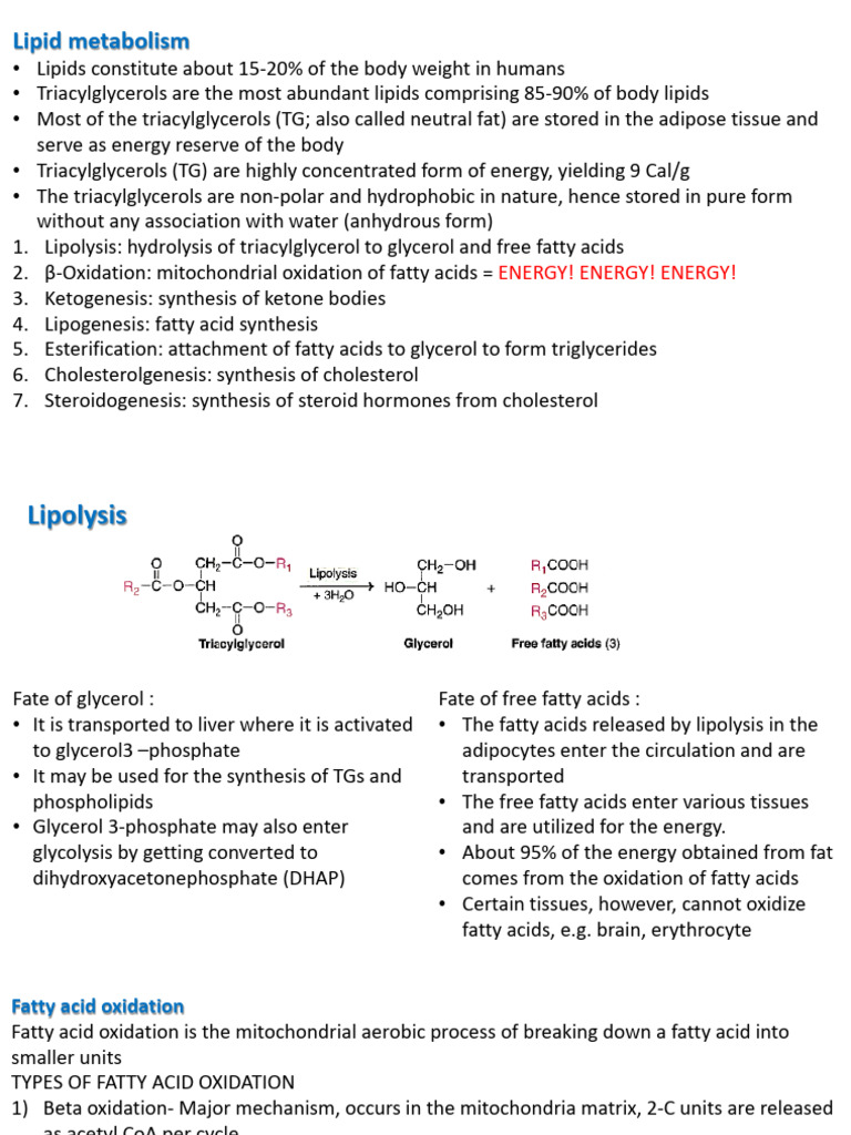 Ketogenesis and Fatty Acid Metabolism | PDF | Ketosis | Fatty Acid