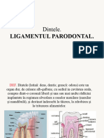 Ligamentul Parodontal