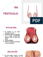 Anatomía de testículo y orquidopexia