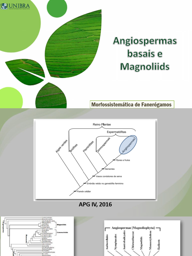 Angiospermas Basais e Magnoliídeas | PDF | Bem-estar