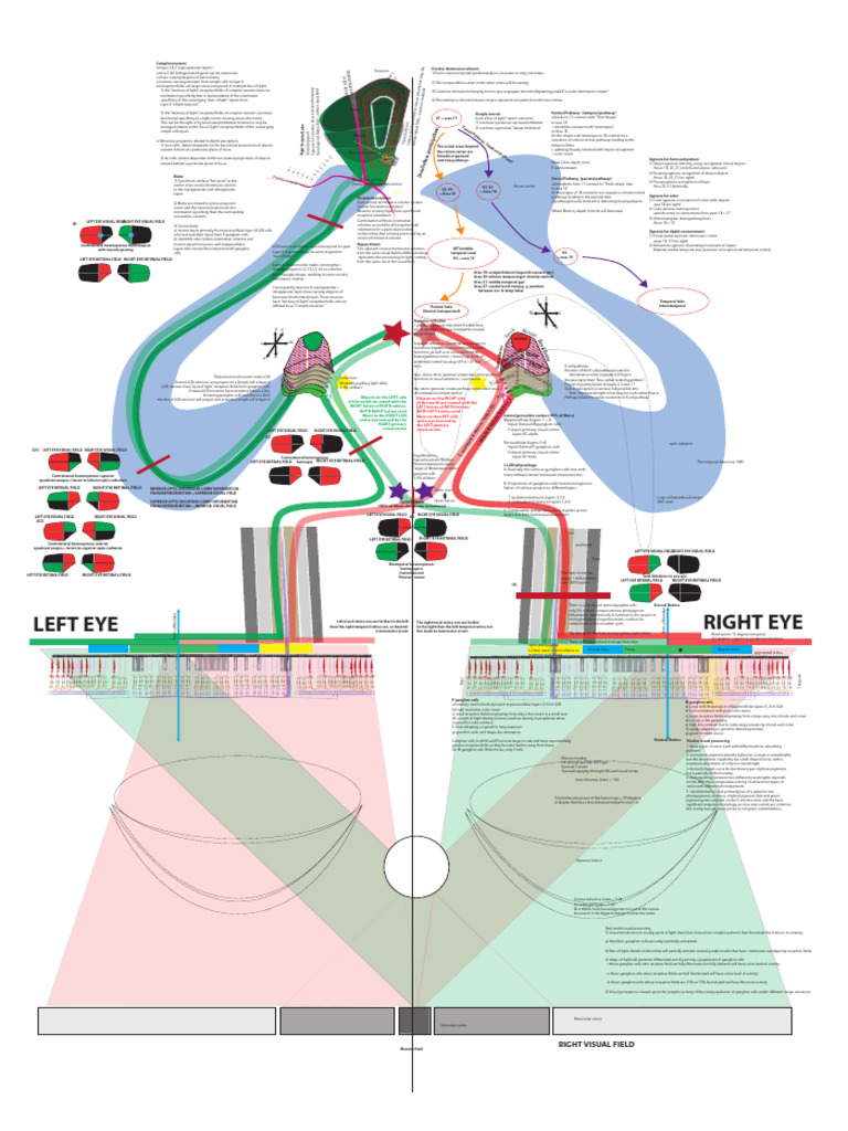 Complex Neurons in Ocular Dominance Columns | PDF | Visual Cortex ...