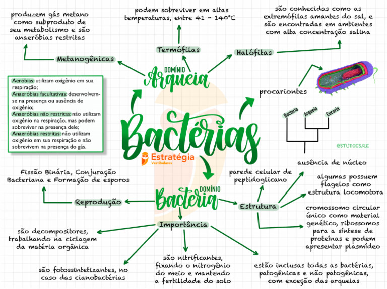 Mapa Mental - Bactérias - Biologia | PDF