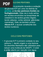 4D-Ciclo Das Pentoses Ou Fosfogluconato