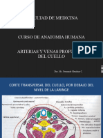 3.-CD Arterias y Venas Del Cuello