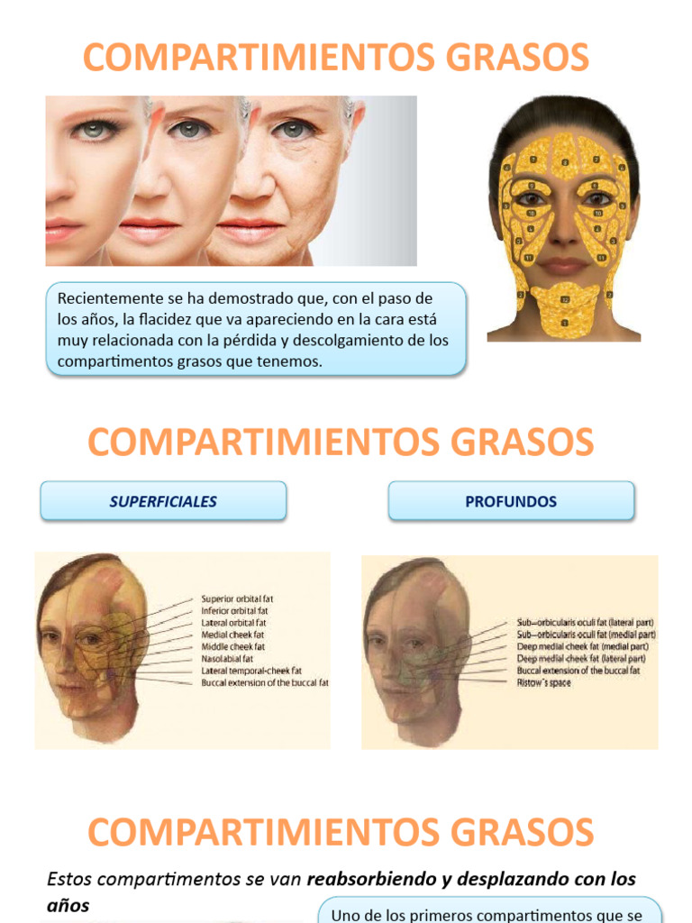 compartimentos-grasos-faciales-pdf