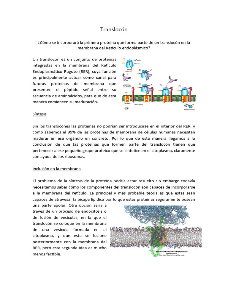 Función y síntesis del translocón en el RER | PDF | Ciencia y matemáticas