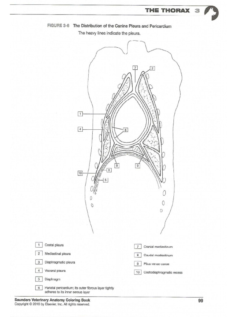 Saunders Veterinary Anatomy Coloring Book - PDF 1 1 | PDF