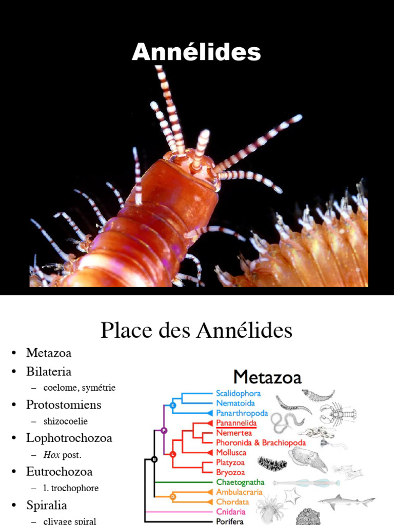 Classification et caractéristiques des annélides | PDF | Protostomia