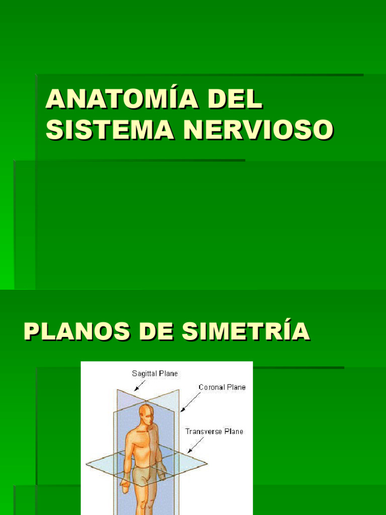 Anatomia Sistema Nervioso Pdf