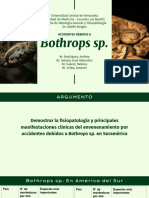 Accidentes Debidos A Bothrops Sp.