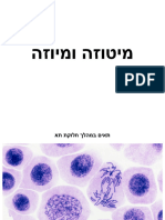 ‎⁨מיטוזה ומיוזה⁩