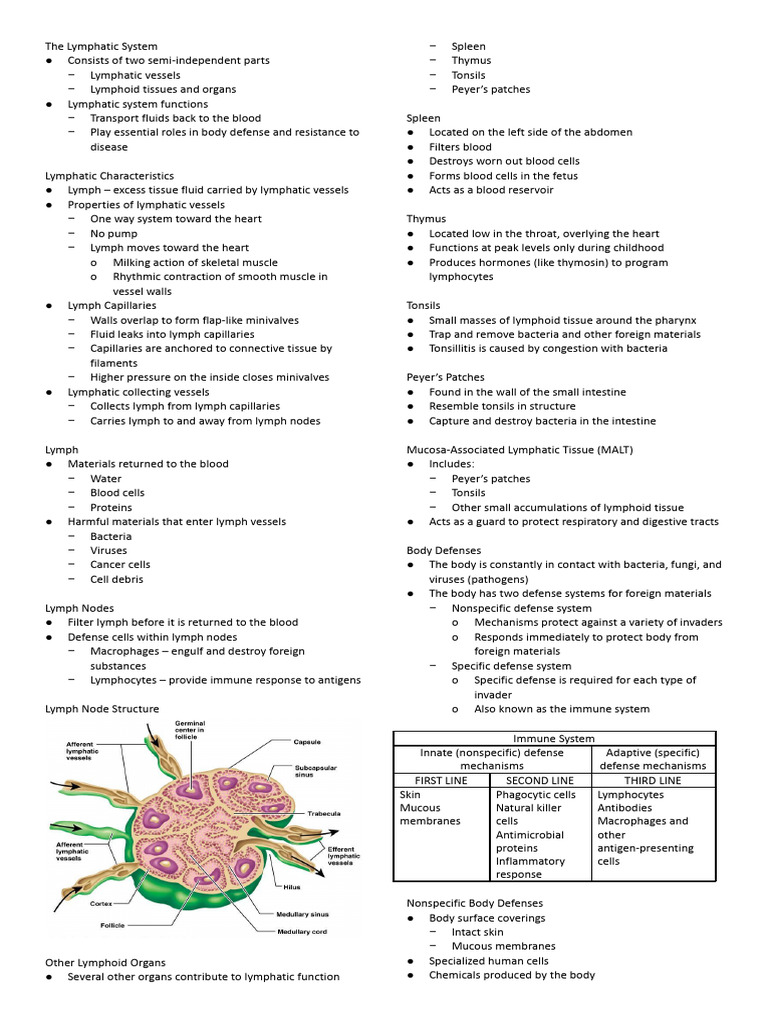 Ana Lymph | PDF