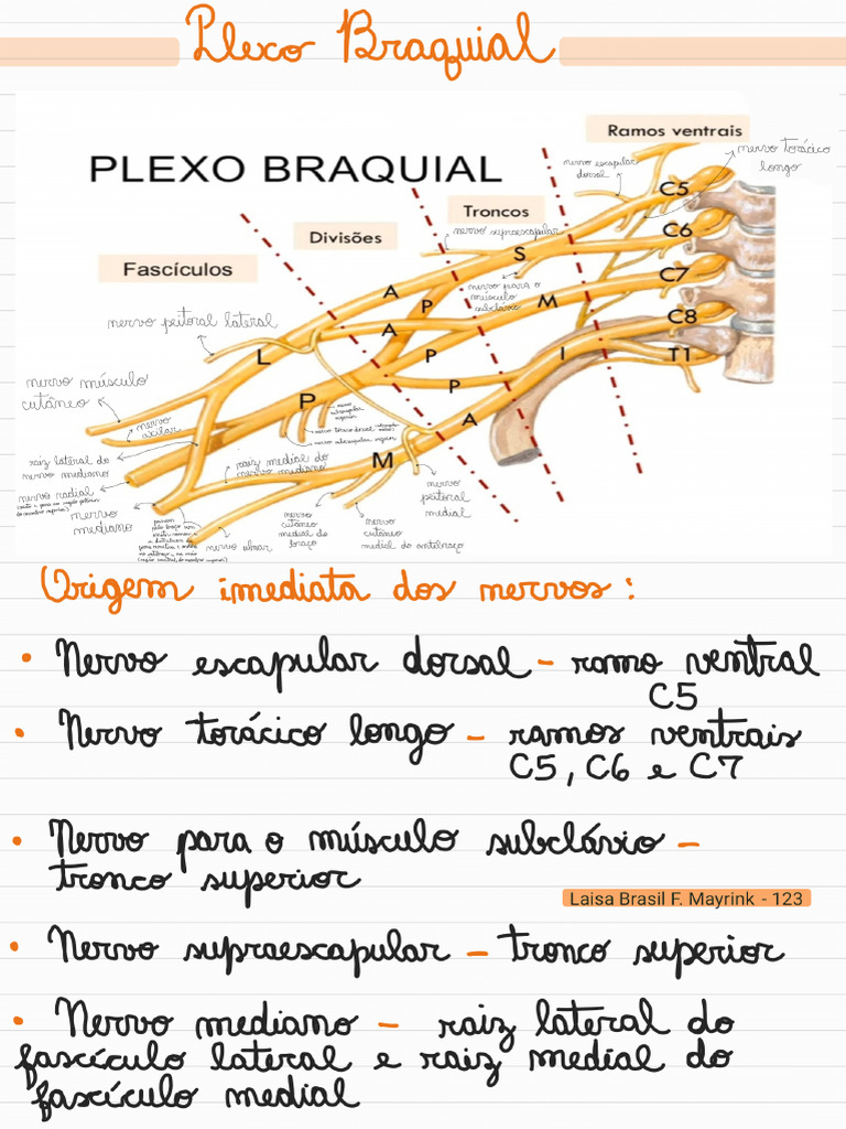 5 Plexo Braquial Pdf