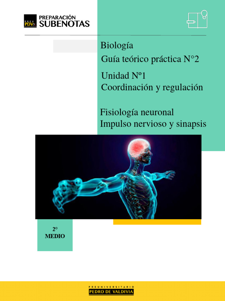 Fisiología Neuronal: Impulso y Sinapsis | PDF | Sinapsis | Potencial de ...