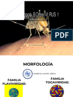 Arbovirus 1