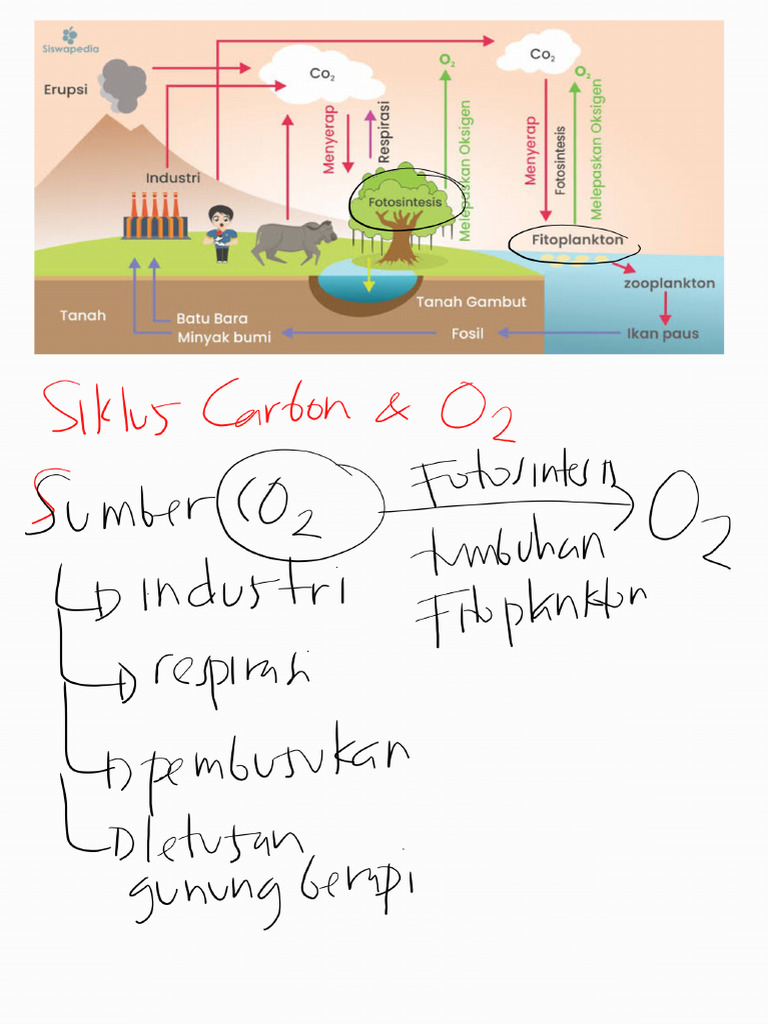 Siklus Karbon Dan Nitrogen - 240130 - 200936 | PDF