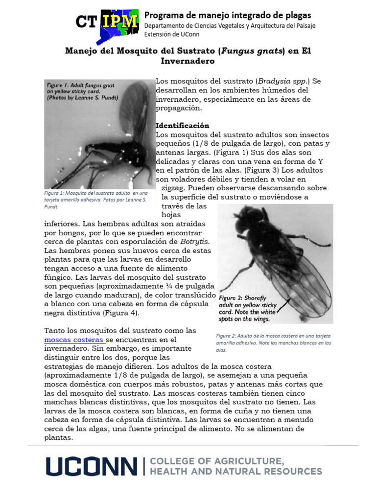 manejo-del-mosquito-del-sustrato-fungus-gnats-en-el-invernadero-pdf