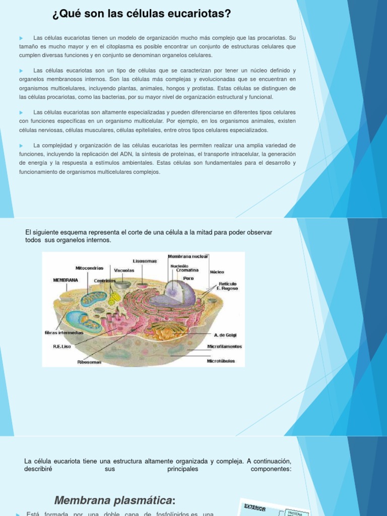 Estructura Células Eucariotas y Procariotas | PDF | Biología Celular ...