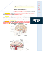 Chapter 9 - Brain 