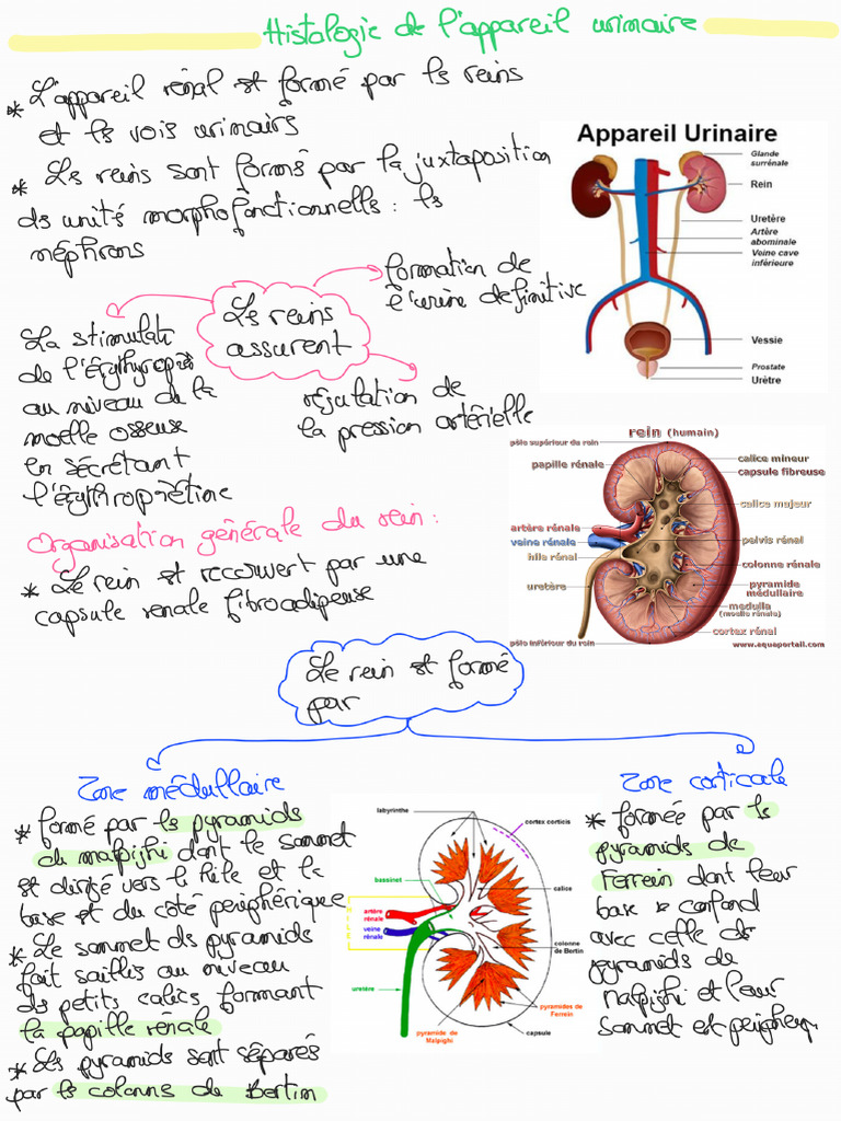 Histologie de L'appareil Rénal | PDF