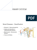 Urinary System