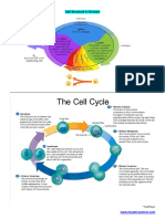 Cell Structure & Division