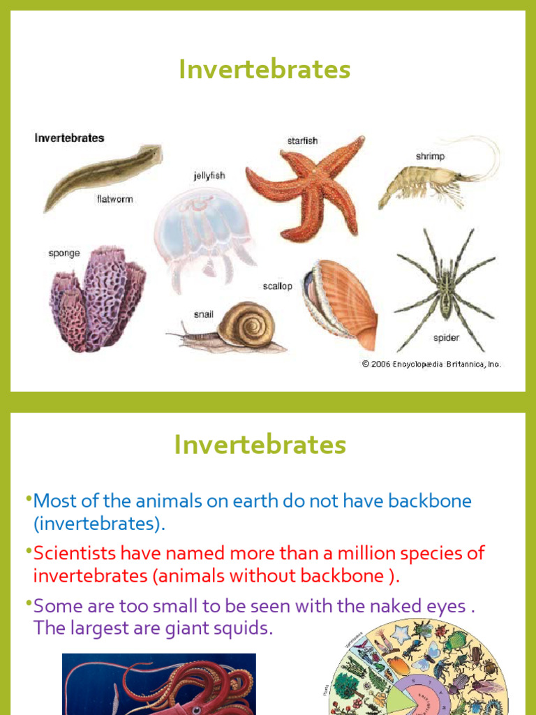 INVERTEBRATES DEFINITION CHARACTERISTICS FACTS CLASSIFICATION visual data 2
