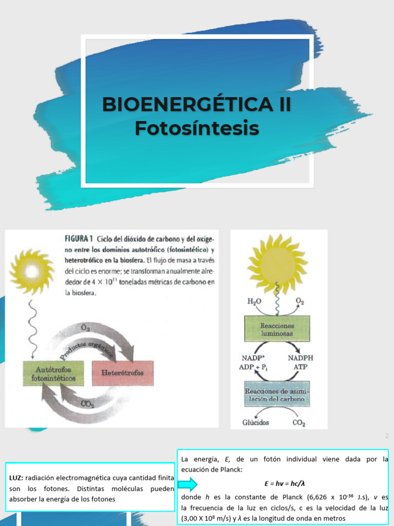 Bioenergética II | PDF