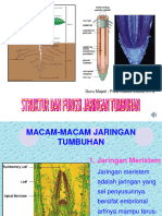 Media PPT Struktur Dan Fungsi Jaringan Pada Tumbuhan Pidarmawati Zebua