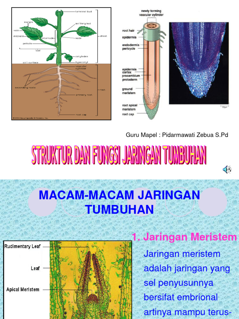 Media Ppt Struktur Dan Fungsi Jaringan Pada Tumbuhan Pidarmawati Zebua