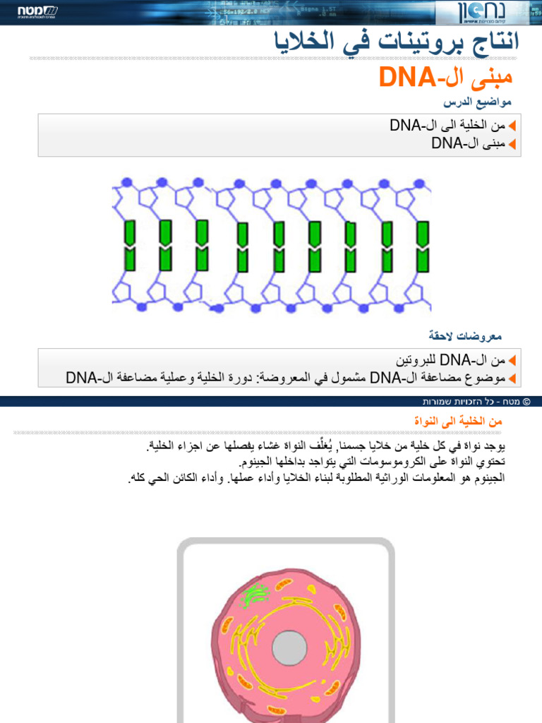 Dna مبنى الـ | PDF