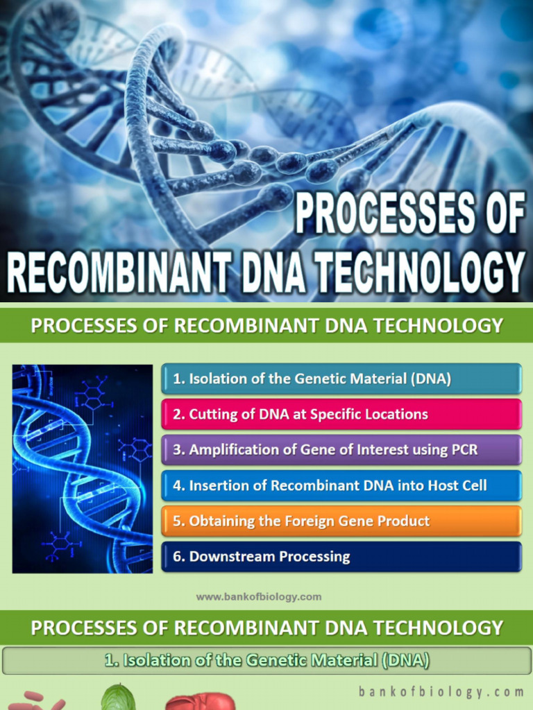 11 Biotechnology Principles N Processes PPT Part 2 | PDF