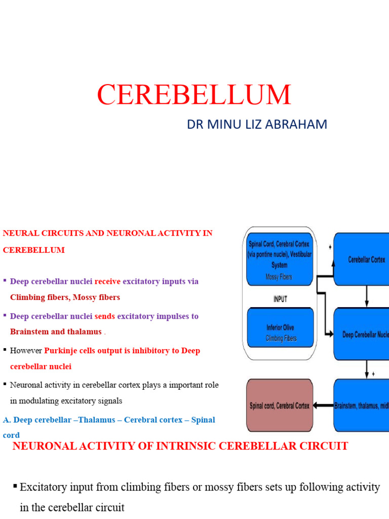 CEREBELLUM - Class 2 | PDF | Cerebellum | Human Anatomy