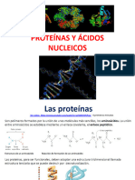Proteinas y Ácidos Nucleicos