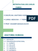 Aula de Anatomia Humana - Slides