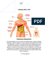 Clase #10 Sistema Digestivo