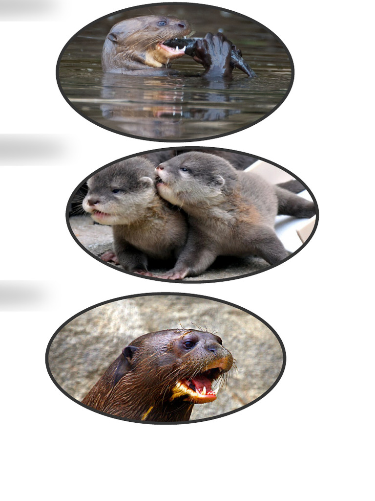 Nutria | PDF