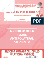 Músculos Por Regiones