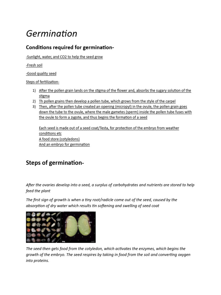 Seed Germination and Fertilization Guide | PDF | Seed | Germination