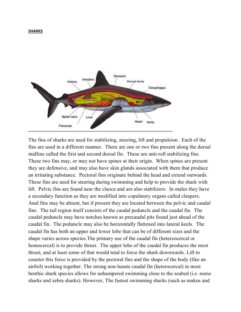 Sharks | PDF | Sharks | Animal Anatomy