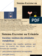 05 - Sistema Excretor