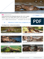 Hipopotamos Besandose - Buscar Con Google