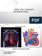Anatomia Del Aparato Respiratorio